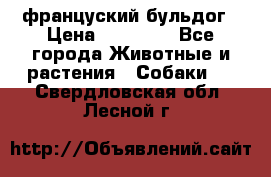 француский бульдог › Цена ­ 40 000 - Все города Животные и растения » Собаки   . Свердловская обл.,Лесной г.